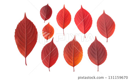 Autumn leaves set (fall) 131159670