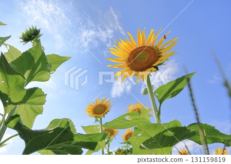 sunflower	 131159819