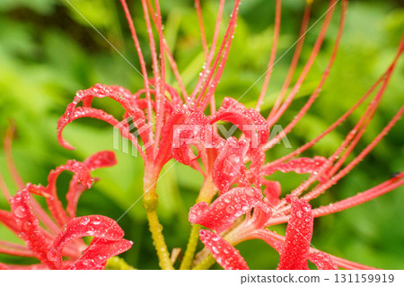 Rain-soaked red spider lilies Rain-soaked red spider lilies 131159919