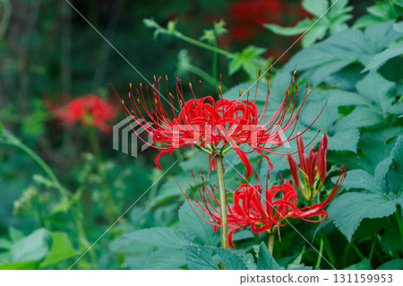 Bright red spider lilies bloom in the shade of the trees. 131159953
