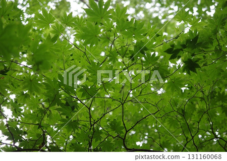 夏日森林裡,楓葉鬱鬱蔥蔥。陽光透過樹葉縫隙灑落下來,楓葉閃閃發光,象徵夏日清涼的綠色風景。 夏日森林裡,楓葉鬱鬱蔥蔥。陽光透過樹葉縫隙灑落下來,楓葉閃閃發光,象徵夏日清涼的綠色風景。 131160068
