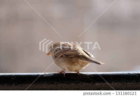 Sparrow 131160121