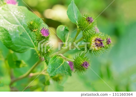 burdock lilac flowers, prickly plant close-up against the background of leaves 131160364