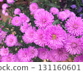 Close-up of pink Aster Victoria in full bloom 131160601