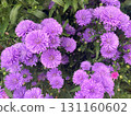 Purple Aster Victoria blooms in clusters, creating a beautiful sight with overlapping petals. 131160602