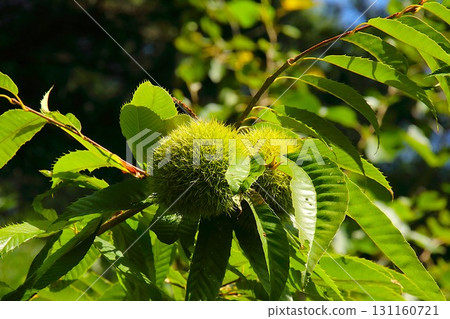 [Aomori City, Aomori Prefecture] Chestnut trees and burrs at Nogiwa Park 131160721