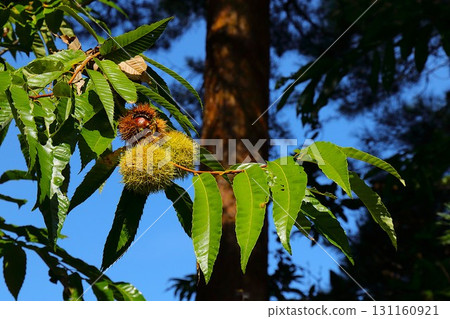 [Aomori City, Aomori Prefecture] Chestnut trees and burrs at Nogiwa Park 131160921