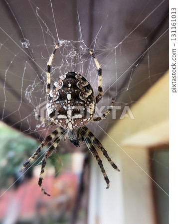Garden Spider (Araneus diadematus). Iconic Cross Pattern and Harmless Nature 131161013