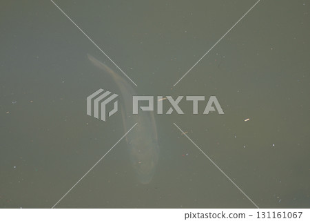 魚兒在漂浮垃圾的海洋中游動 魚兒在漂浮垃圾的海洋中游動 131161067
