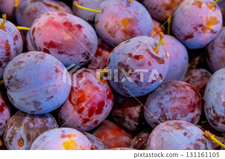 Harvesting blue plums in crates. Particular attention is paid to the crate of plums. Harvesting, gardening, fruit marketing concepts. Growing organic fruit in the garden Harvesting blue plums in crates. Particular attention is paid to the crate of plums. Harvesting, gardening, fruit marketing concepts. Growing organic fruit in the garden 131161105