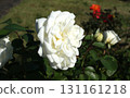 白色中玫瑰，花蕾圓形，面朝右 131161218