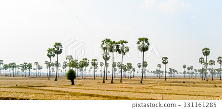 柬埔寨鄉村和糖棕櫚樹 131161285