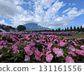 Sunpatiensis and Mount Fuji (Lake Yamanaka Flower Park) 131161556