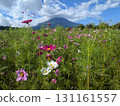 Cosmos and Mount Fuji (Lake Yamanaka Flower Park) 131161557