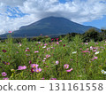 Cosmos and Mount Fuji (Lake Yamanaka Flower Park) 131161558