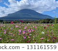 Cosmos and Mount Fuji (Lake Yamanaka Flower Park) 131161559