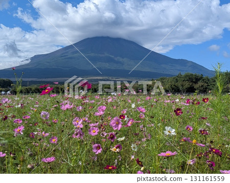 Cosmos and Mount Fuji (Lake Yamanaka Flower Park) 131161559