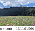Cosmos field (Lake Yamanaka Flower Park) 131161560