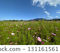 Cosmos field (Lake Yamanaka Flower Park) 131161561