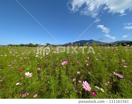 Cosmos field (Lake Yamanaka Flower Park) 131161561