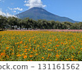 Yellow cosmos, soba noodles, and Mount Fuji (Lake Yamanaka Flower Park) 131161562