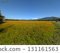 Yellow cosmos and the sky (Lake Yamanaka Flower Park) 131161563
