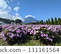 Sunpatiensis and Mount Fuji (Lake Yamanaka Flower Park) 131161564