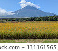 Yellow cosmos and Mount Fuji (Flower City Park) 131161565