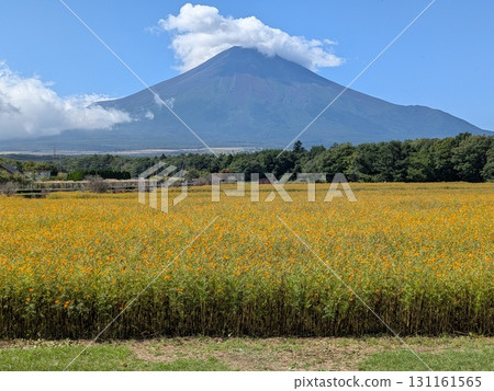 黃色大波斯菊和富士山(花城公園) 黃色大波斯菊和富士山(花城公園) 131161565