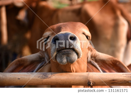 A red-meat bull calf in a livestock pen sticks its black nose across a bamboo pen. 131161571