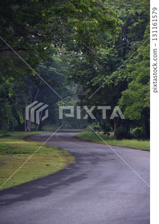 In the morning, the paved road curves into a beautiful and mysterious lush green forest, In the morning, the paved road curves into a beautiful and mysterious lush green forest, 131161579