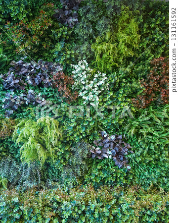 Green plant wall for decorating buildings and gardens, It is a tropical rainforest plant that is beautiful and natural. Makes you feel relaxed and refreshed, Material made from plastic. 131161592