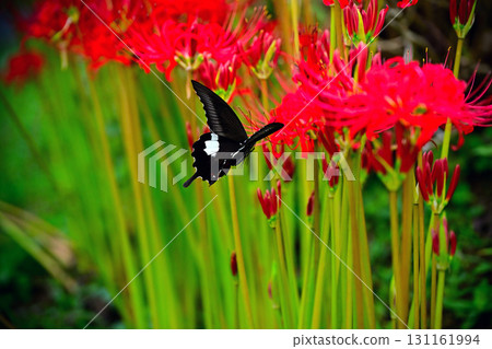 Swallowtail butterfly and spider lily Swallowtail butterfly and spider lily 131161994