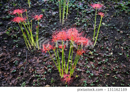 Cluster amaryllis 131162189
