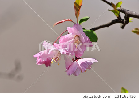 Hanakaido Hanakaido 131162436