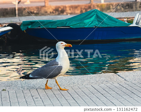 Seagull on a Wooden Pier 131162472