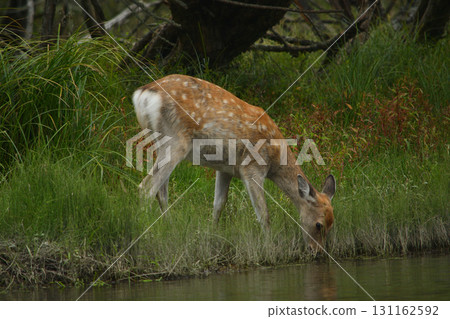 梅花鹿 131162592