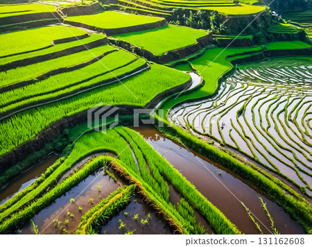 Aerial view of green terrace rice field on the high land in sunny day. 131162608
