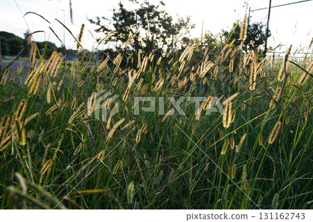 狗尾草 狗尾草 131162743