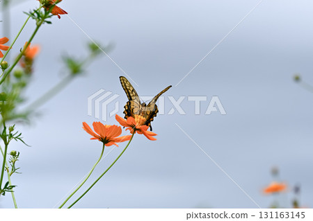 Yellow cosmos and swallowtail butterfly Yellow cosmos and swallowtail butterfly 131163145