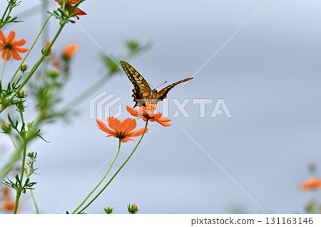 Yellow cosmos and swallowtail butterfly Yellow cosmos and swallowtail butterfly 131163146