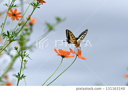 Yellow cosmos and swallowtail butterfly 131163148