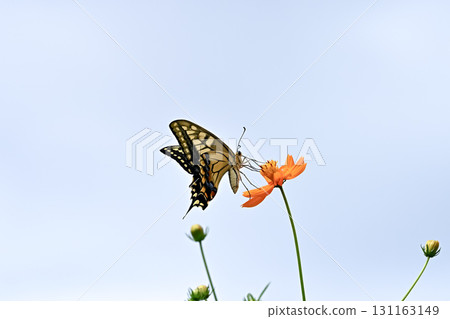 Yellow cosmos and swallowtail butterfly 131163149