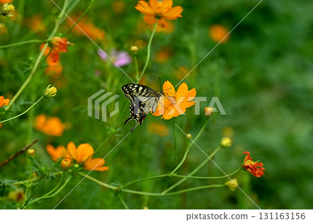 Yellow cosmos and swallowtail butterfly 131163156