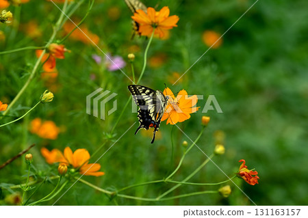 Yellow cosmos and swallowtail butterfly 131163157
