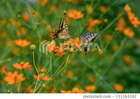 Yellow cosmos and swallowtail butterfly Yellow cosmos and swallowtail butterfly 131163162