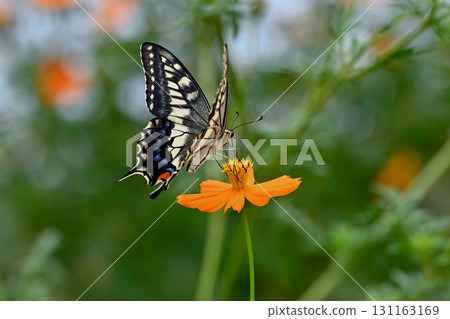 Yellow cosmos and swallowtail butterfly Yellow cosmos and swallowtail butterfly 131163169