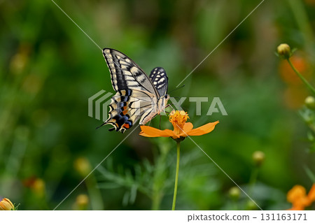 Yellow cosmos and swallowtail butterfly 131163171