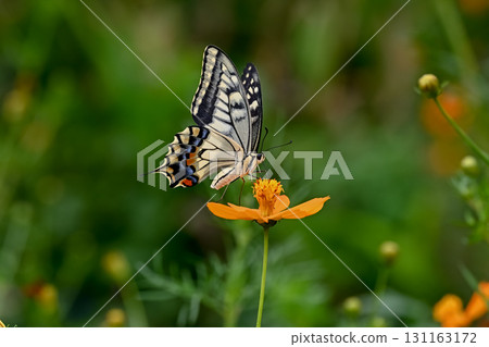 Yellow cosmos and swallowtail butterfly Yellow cosmos and swallowtail butterfly 131163172