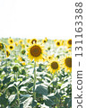 [Kasaoka City, Okayama Prefecture] Sunflowers 131163388